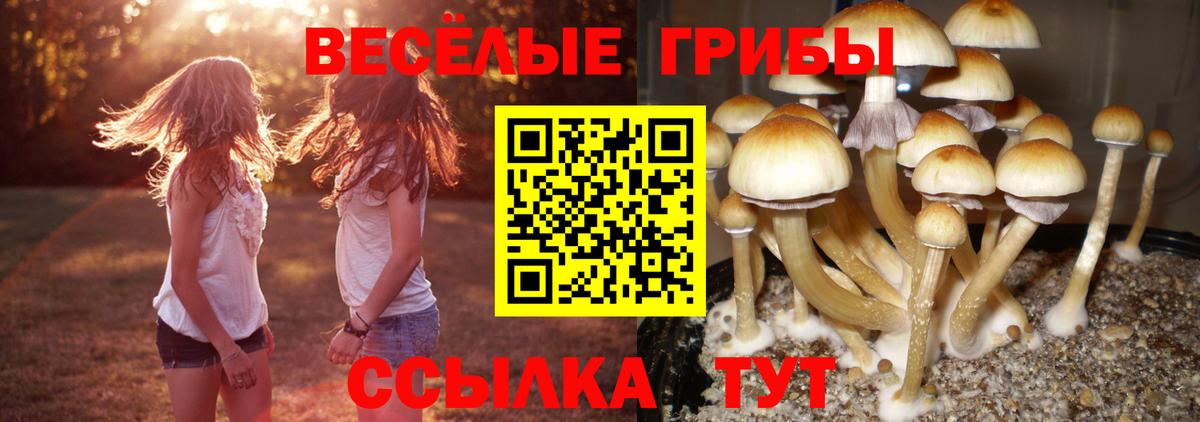 Псилоцибиновые грибы Psilocybe Дивногорск